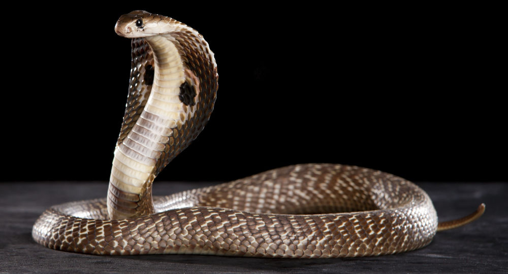 Mơ thấy rắn đánh con gì ? Giải mã giấc mơ thấy rắn là điềm gì ?